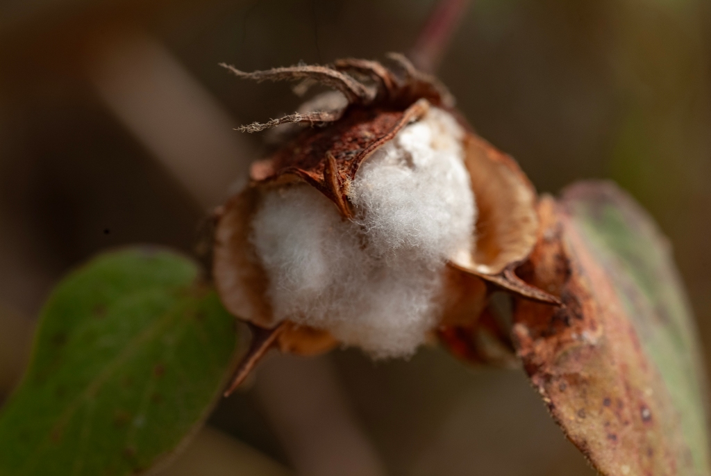 Image of a cotton popping out of its bud. Made with the Fujifilm S3 Pro